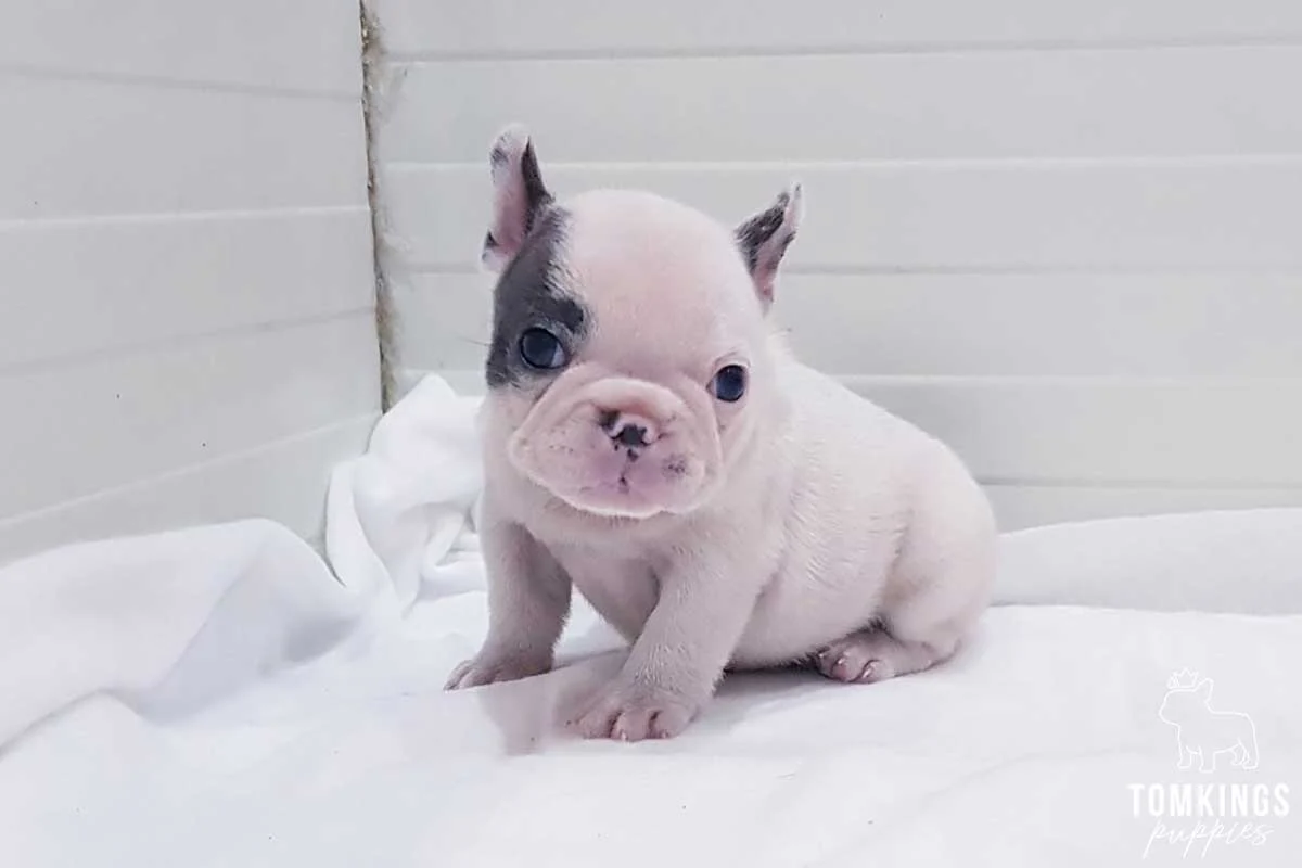 Tiny pied French Bulldog puppy sitting on a white blanket