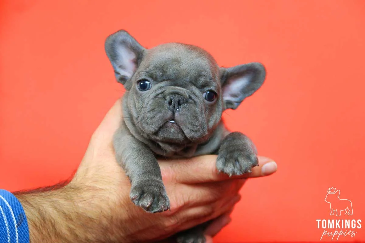 Blue French Bulldog puppy held in a hand against an orange background