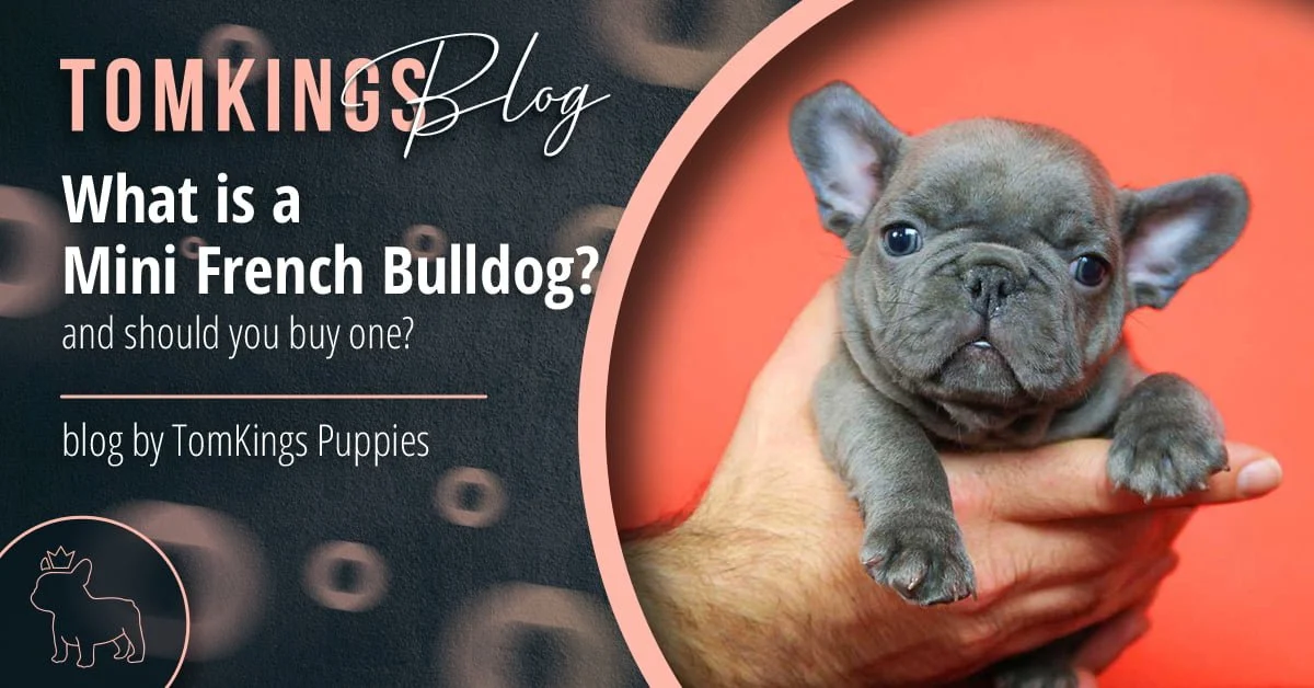 TomKings Puppies blog banner: What is a Mini French Bulldog?