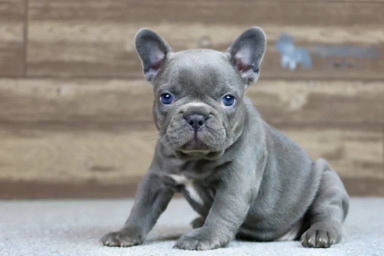 A mini French Bulldog puppy sitting indoors on a soft carpet.