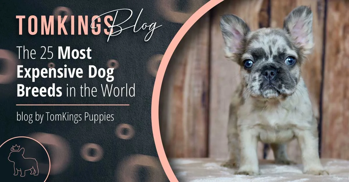 TomKings Puppies blog banner: The 25 Most Expensive Dog Breeds in the World