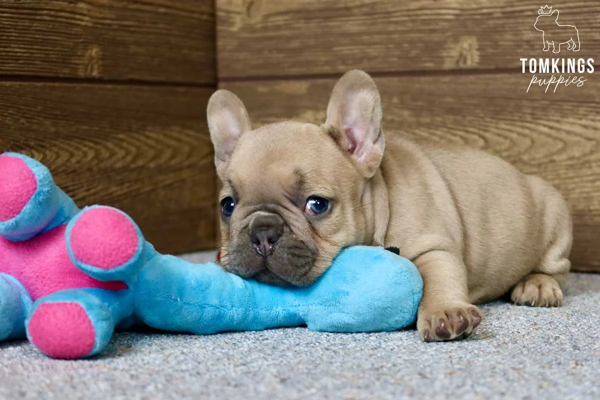 Fawn French Bulldog puppy resting with a stuffed elephant toy