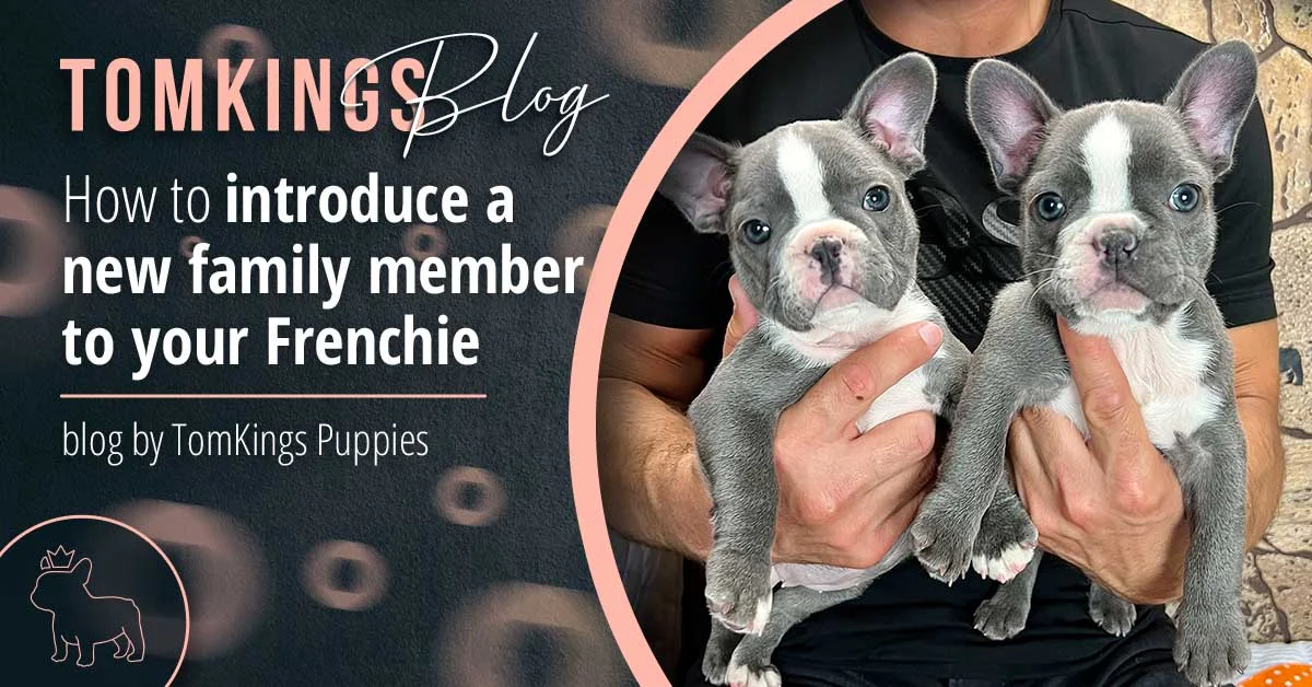 TomKings blog banner about introducing a new family member to your Frenchie