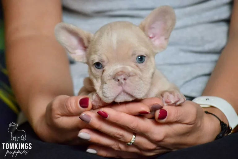 New shade Isabella French Bulldog puppy being gently held in hands for a close-up portrait