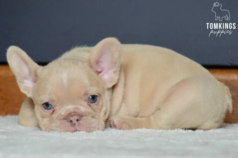 New shade Isabella French Bulldog puppy lying on a soft carpet indoors.