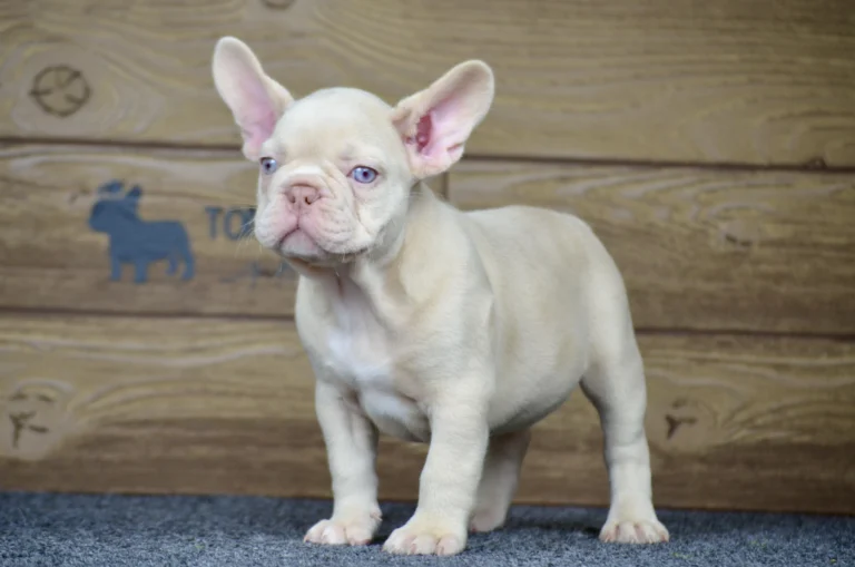 New shade Isabella French Bulldog puppy standing indoors against a wooden backdrop.