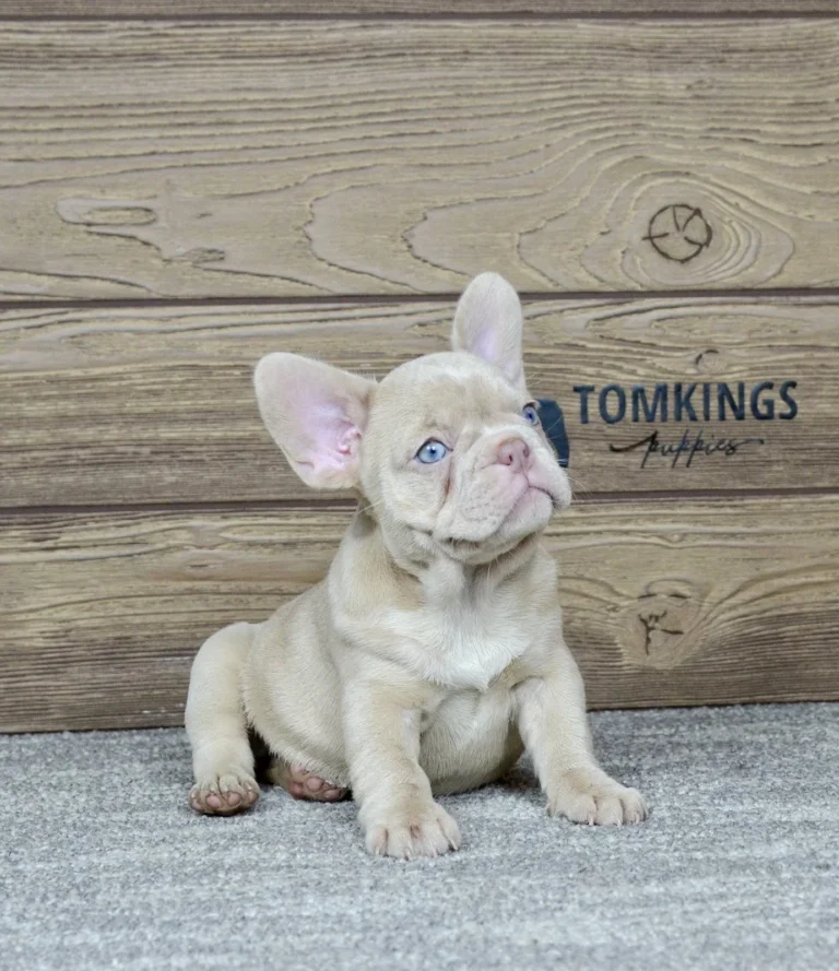 New shade Isabella French Bulldog puppy sitting on a carpet and looking upward.