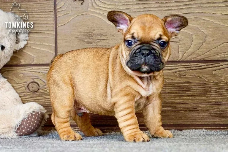Red Frenchie Puppy