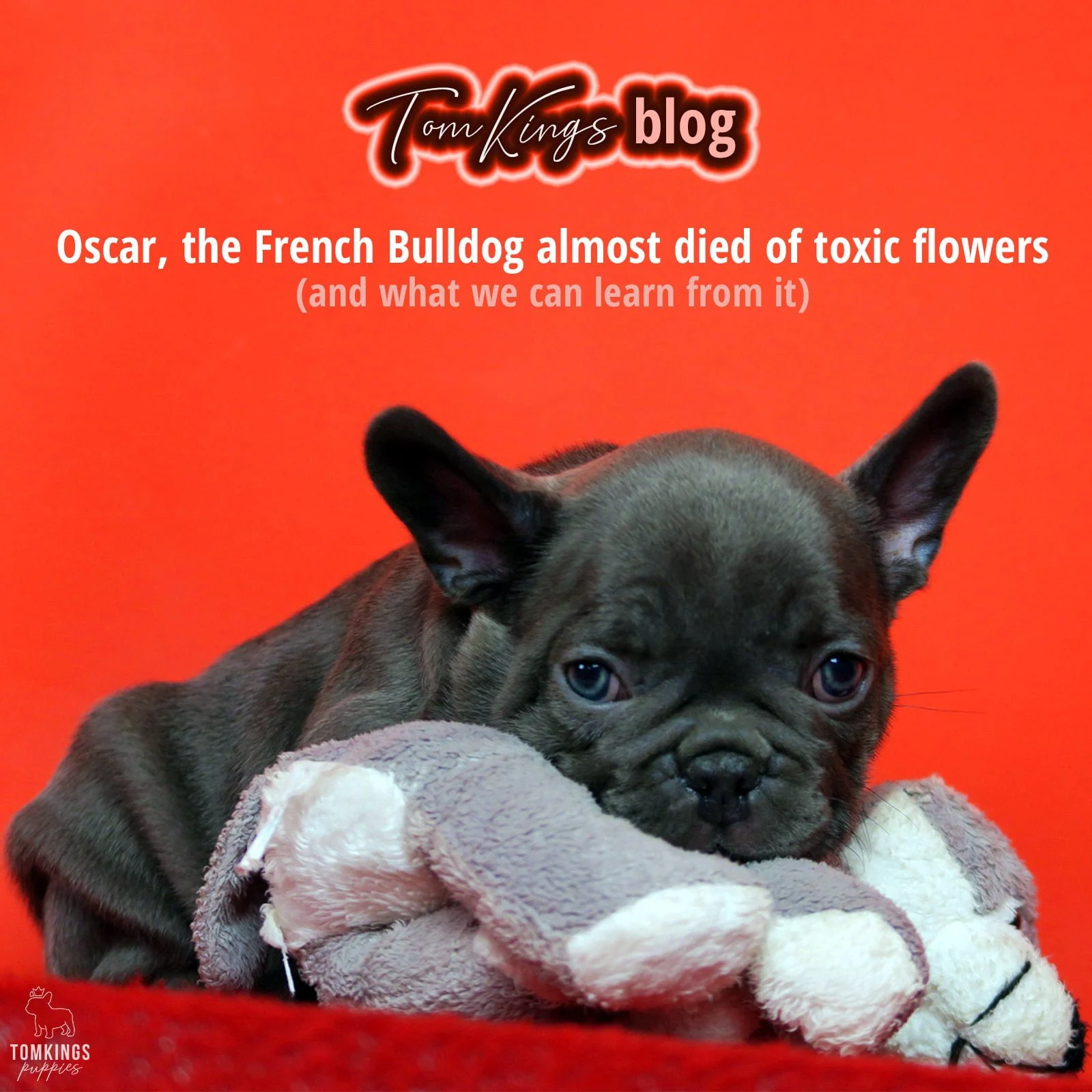 TomKings blog banner about Oscar the French Bulldog and toxic flowers, with a dark puppy lying on a stuffed toy