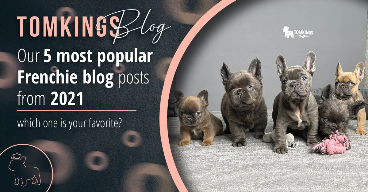TomKings blog banner Our 5 most popular Frenchie blog posts from 2021, with five puppies of different colors sitting together