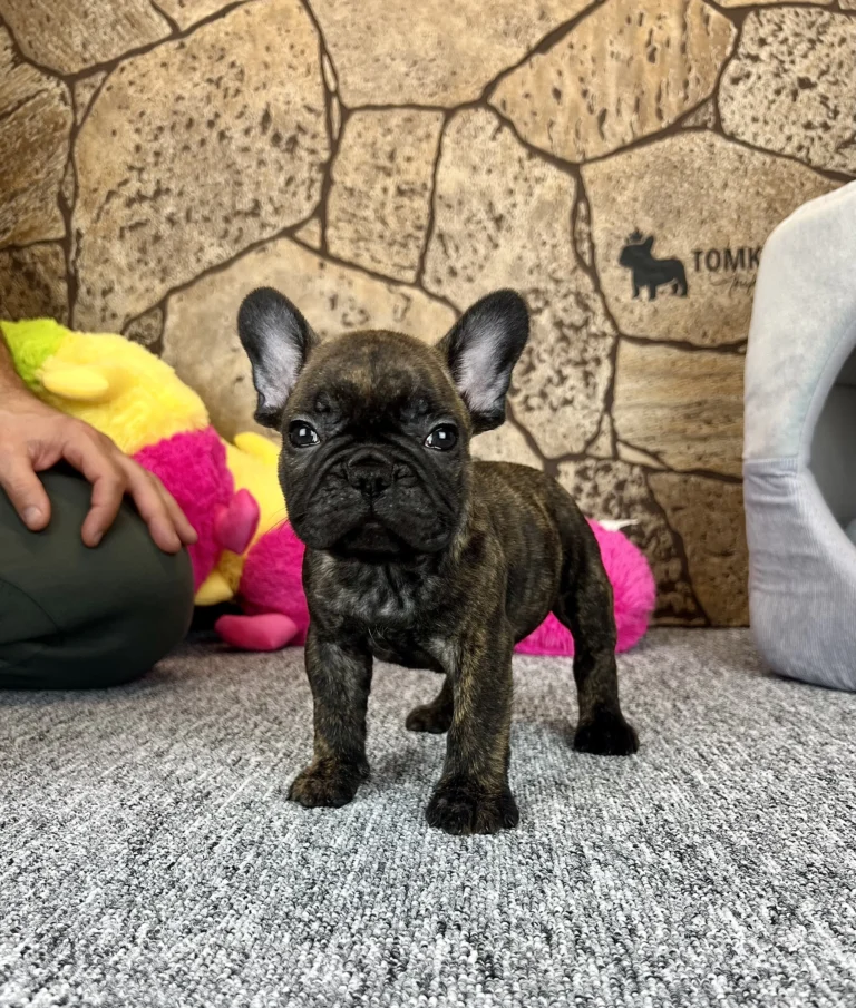 A brindle French Bulldog puppy standing indoors in front of a wooden wall.