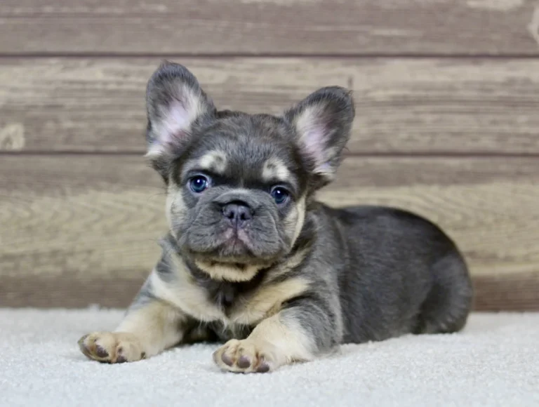 Blue and tan fluffy French Bulldog puppy lying on a soft white carpet and looking directly at the camera.