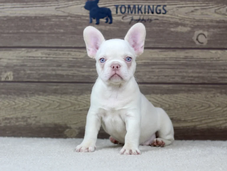 Platinum French Bulldog puppy with blue eyes sitting on a soft carpet indoors