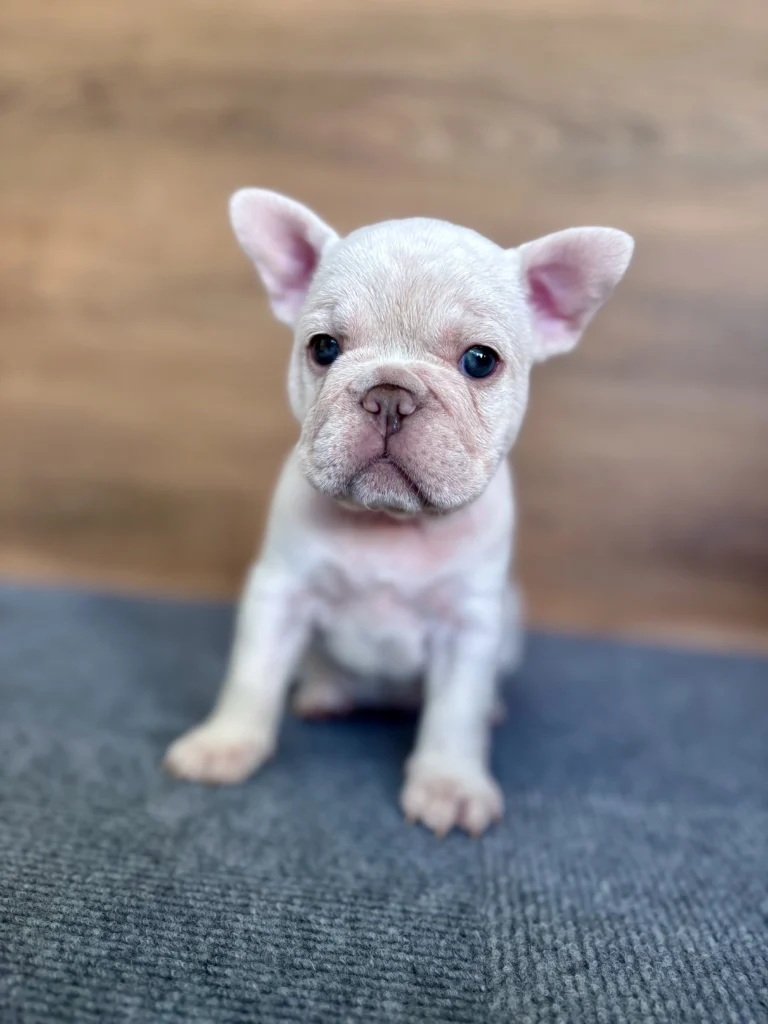 Young Platinum French Bulldog puppy sitting on a blue blanket indoors.
