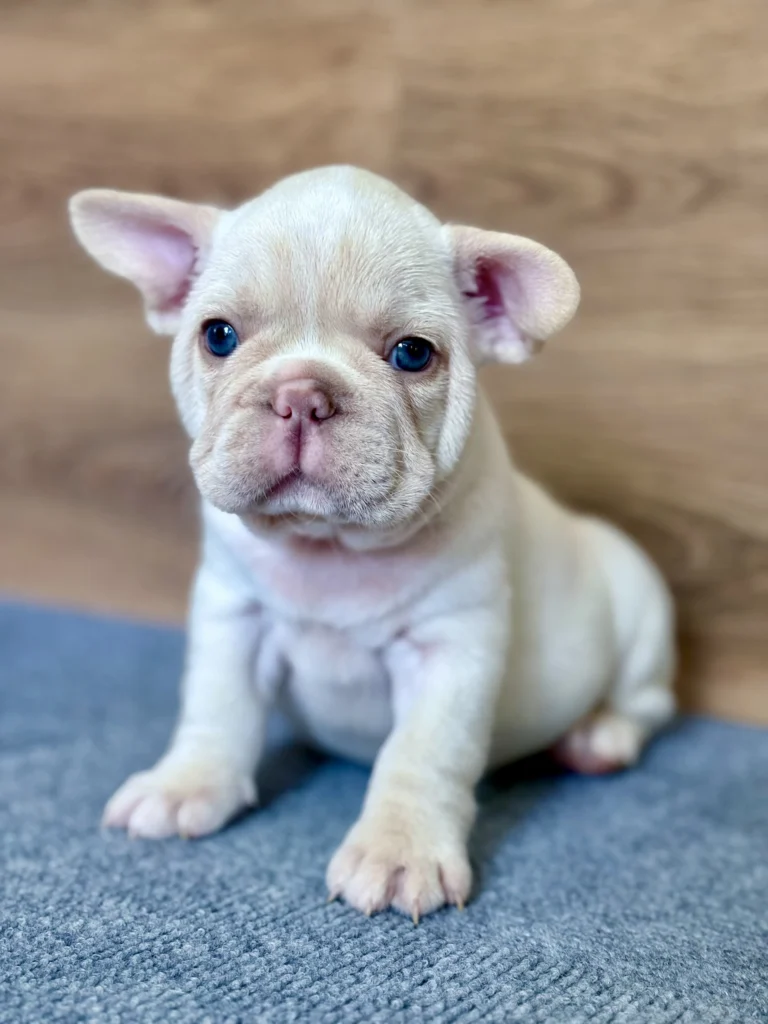 Close-up of a Platinum French Bulldog puppy with blue eyes sitting indoors.