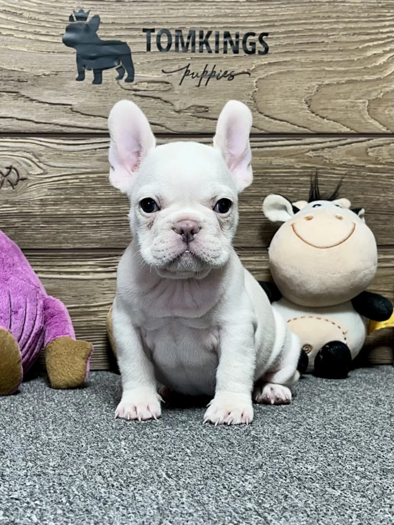 Platinum French Bulldog puppy sitting beside plush toys indoors.