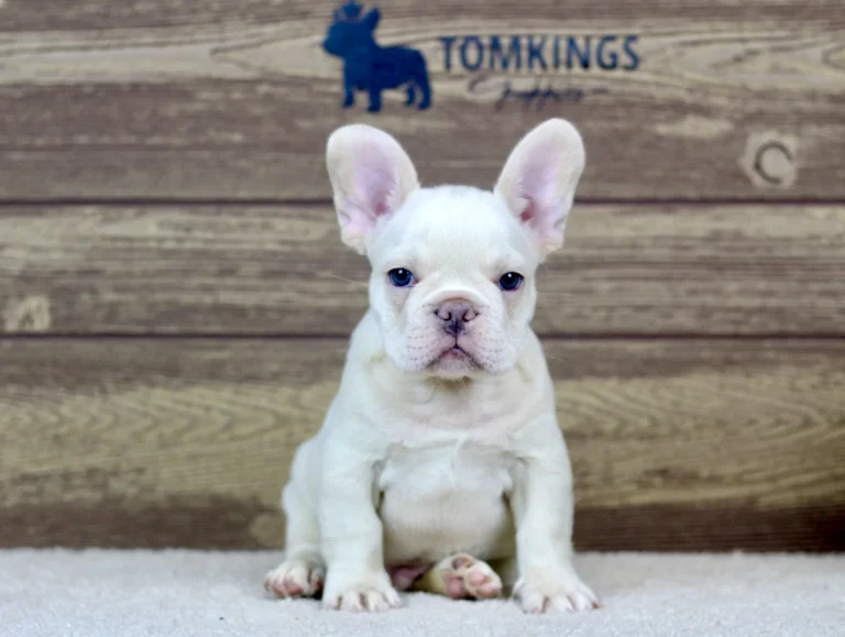 Platinum French Bulldog puppy sitting on a carpet against a wooden backdrop.