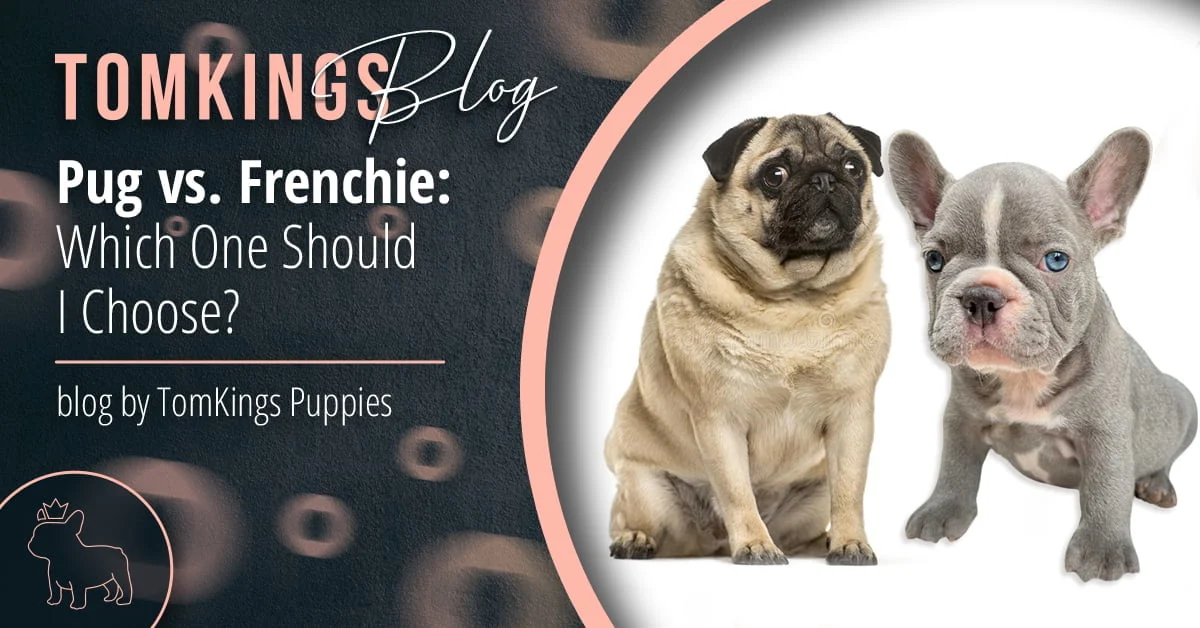 TomKings Puppies blog banner: Pug vs. Frenchie, Which One Should I Choose