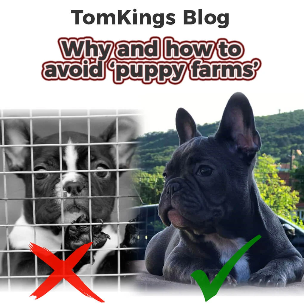 TomKings blog graphic about avoiding puppy farms