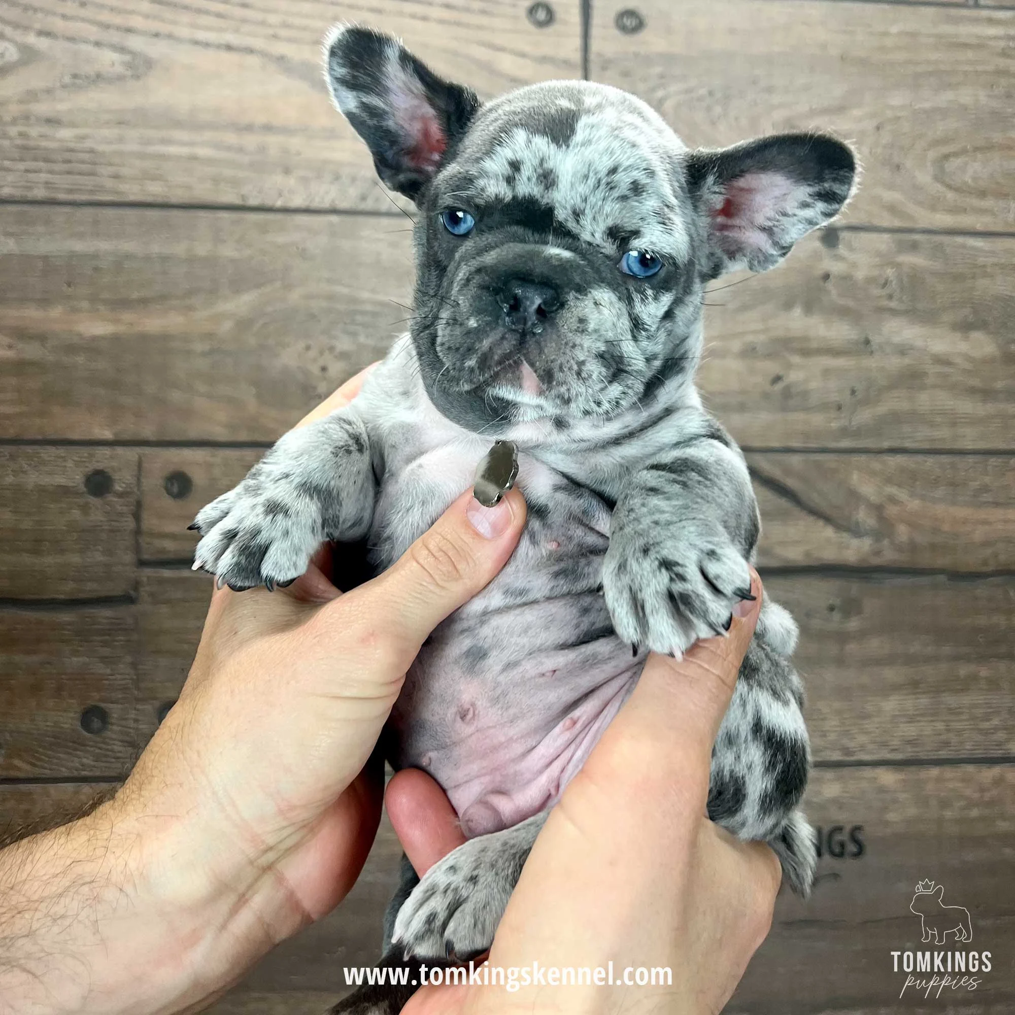 Merle French Bulldog puppy TomKings Kennel