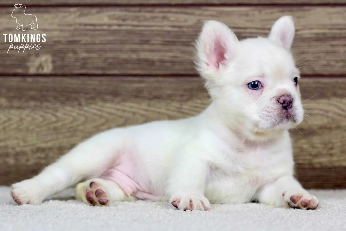 White French Bulldog puppy lying on carpet
