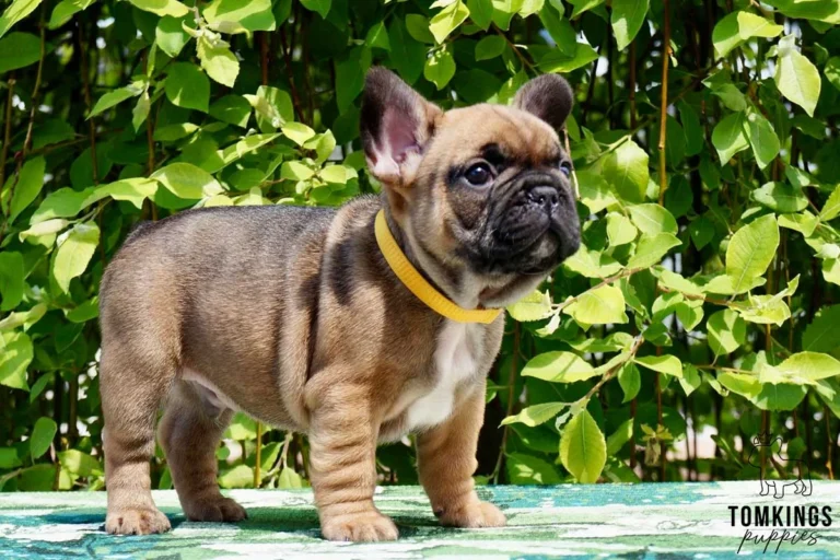 A red fawn French Bulldog puppy standing outdoors wearing a yellow collar.