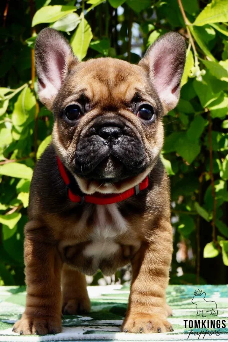 A red fawn French Bulldog puppy wearing a red collar outdoors.