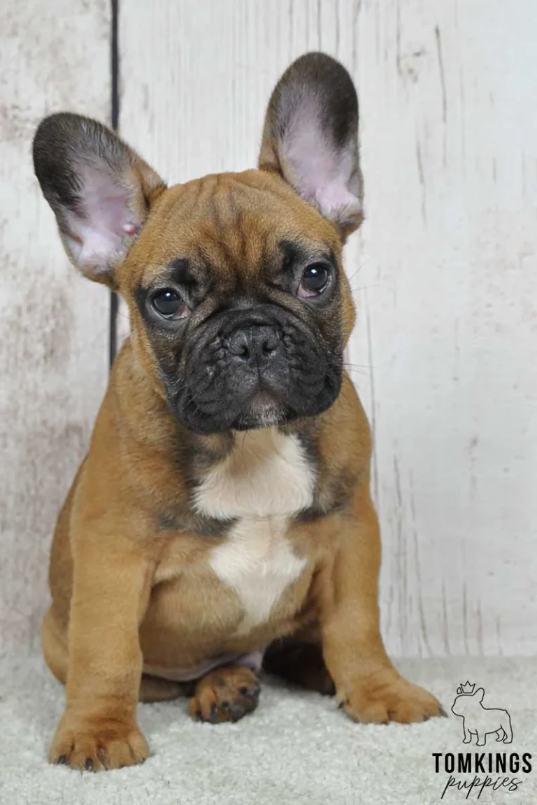 A red fawn French Bulldog puppy sitting indoors against a white wooden backdrop.