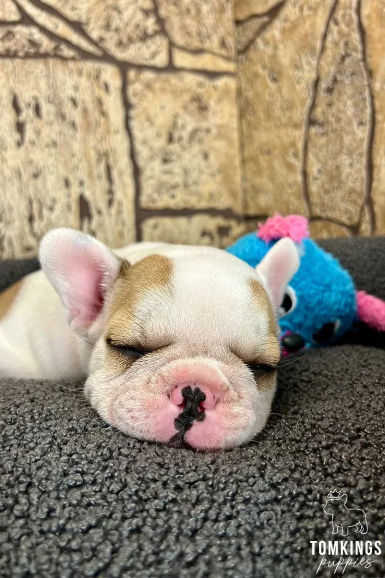 A red pied French Bulldog puppy sleeping indoors on a blanket.