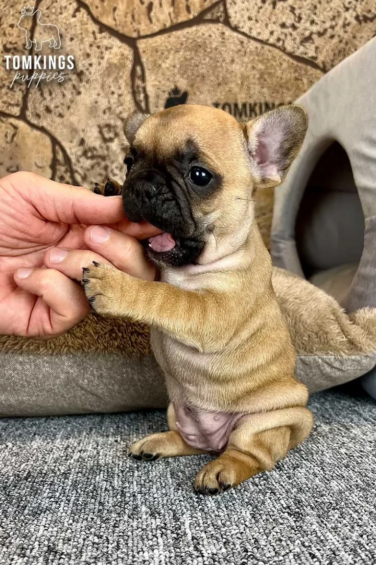 Red Frenchie Puppy
