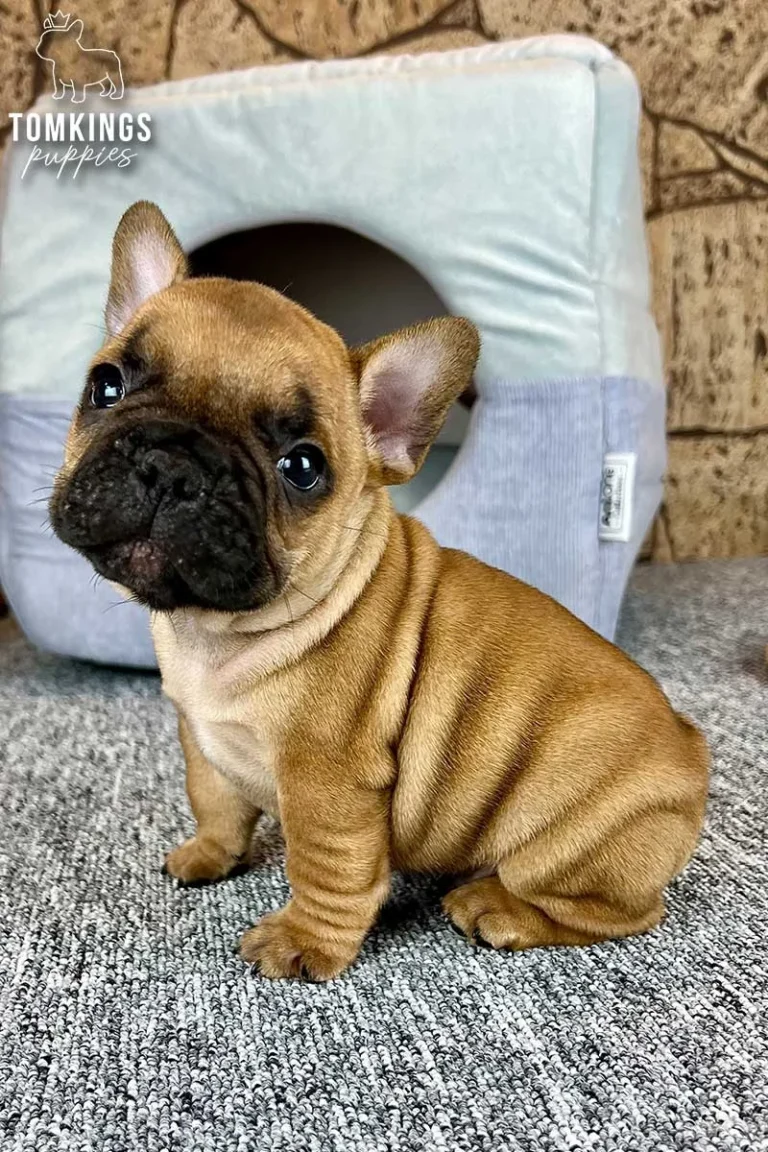 Red Frenchie Puppy