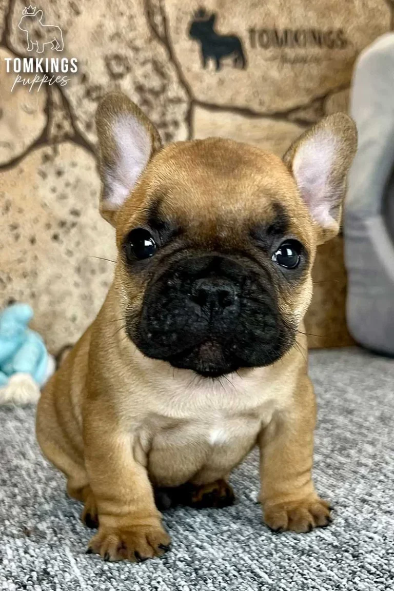 Red Frenchie Puppy