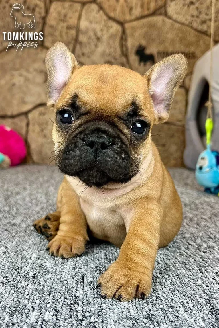 Red Frenchie Puppy