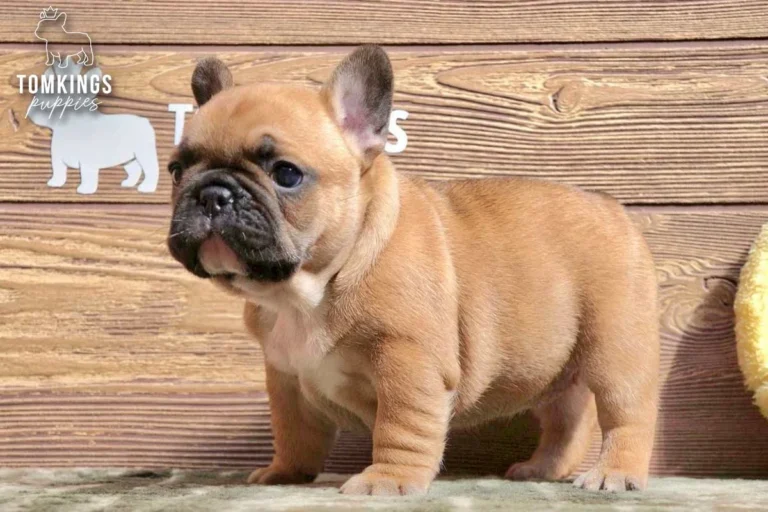 Red Frenchie Puppy