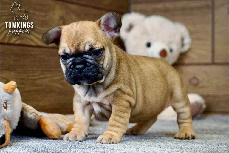 Red Frenchie Puppy