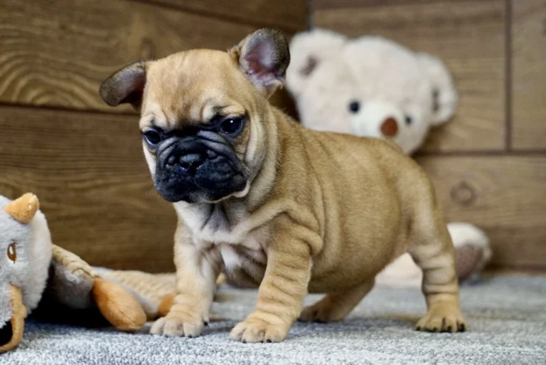 Young red French Bulldog puppy standing beside plush toys indoors.