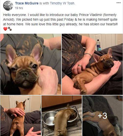 How to avoid French Bulldog Scams - TomKings Blog