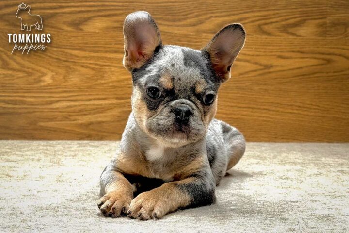Rocky, a merle French Bulldog puppy, lying on the floor