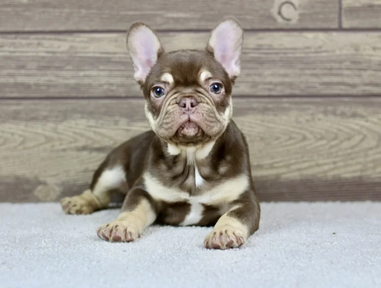 Rojo and tan French Bulldog puppy lying down on a soft carpet indoors.