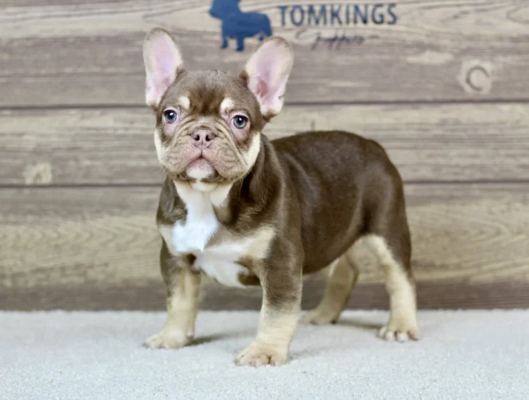 Rojo and tan French Bulldog puppy standing confidently indoors.