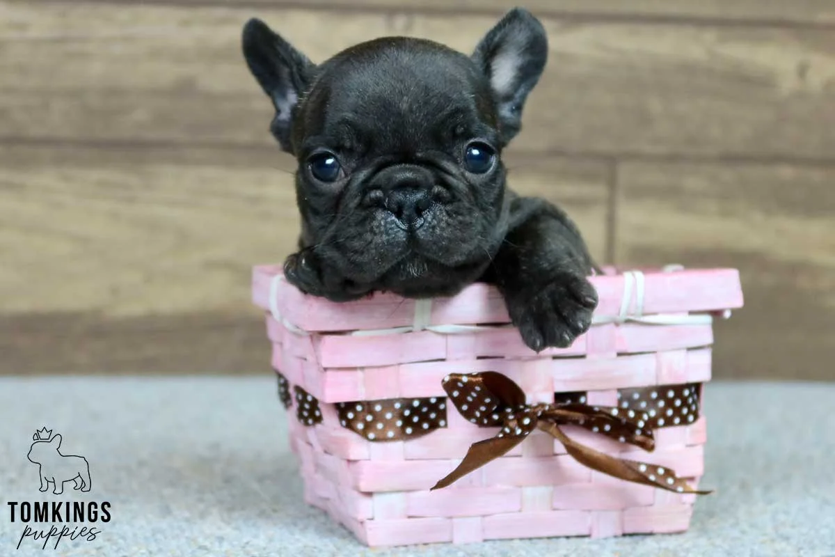 Black French Bulldog puppy sitting in a pink woven basket