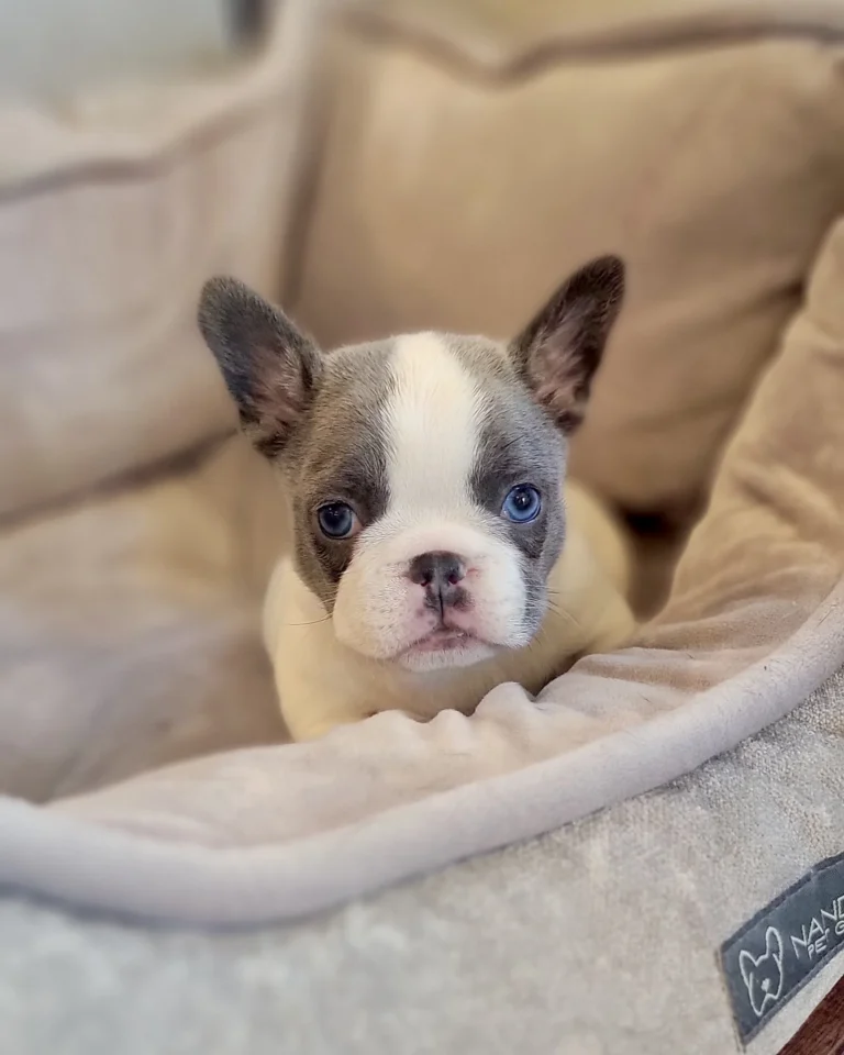 A blue pied French Bulldog puppy standing indoors in profile.