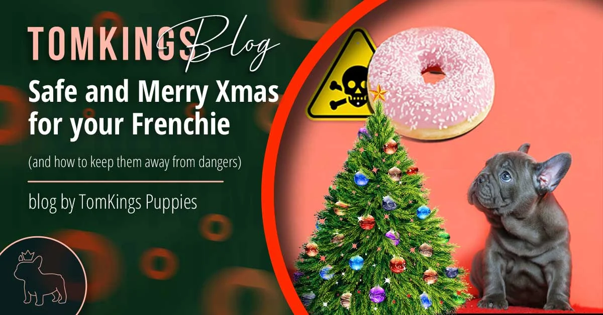 TomKings blog banner about keeping a Frenchie safe at Christmas