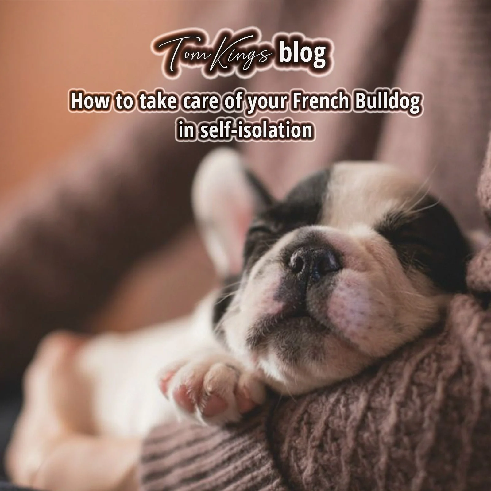 TomKings blog banner about caring for a French Bulldog during self-isolation
