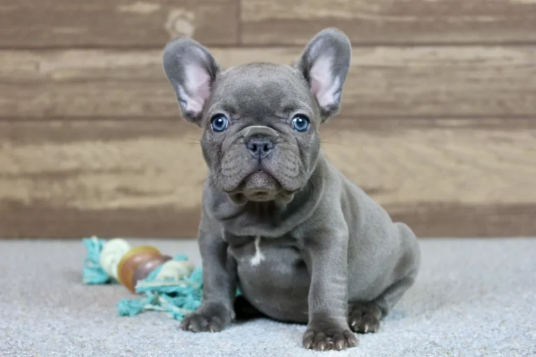 Blue French Bulldog puppy sitting indoors with a rope toy behind it.