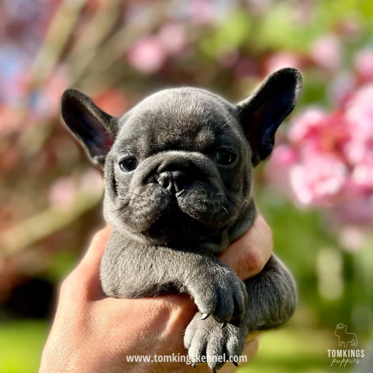 Blue French Bulldog puppy being held outdoors in front of blooming pink flowers.