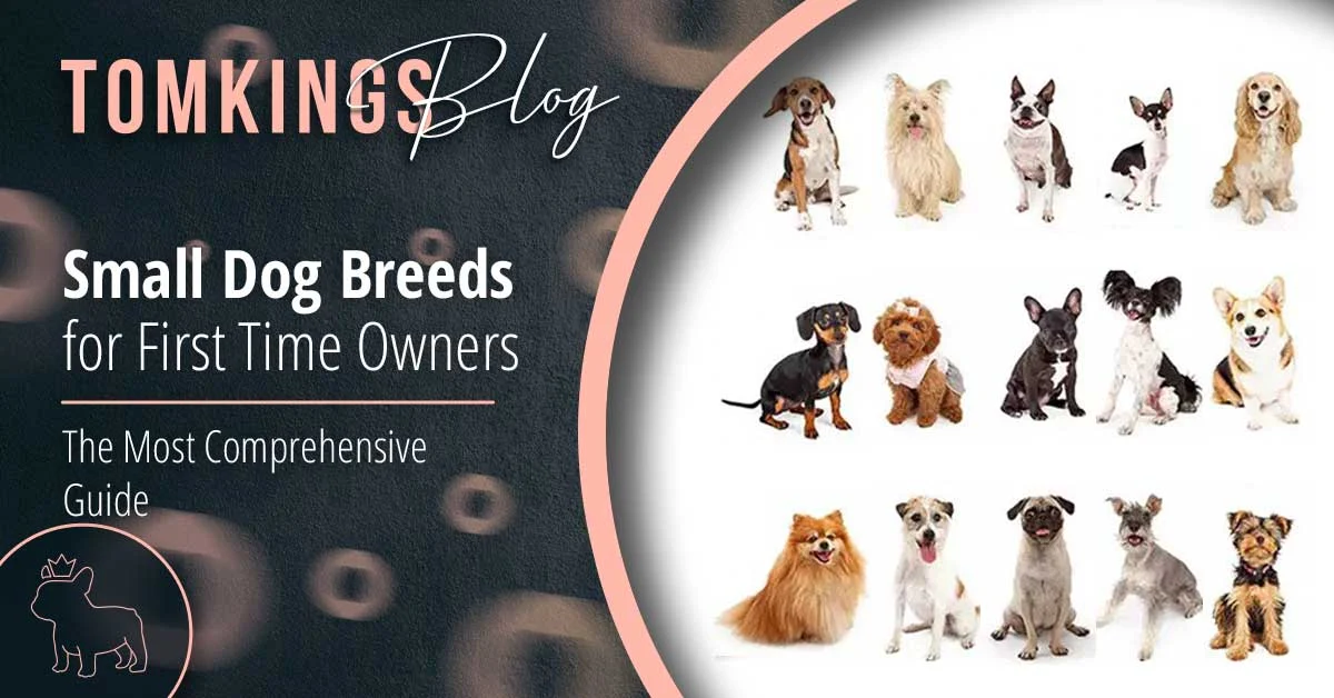 TomKings Puppies blog banner: Small Dog Breeds for First Time Owners