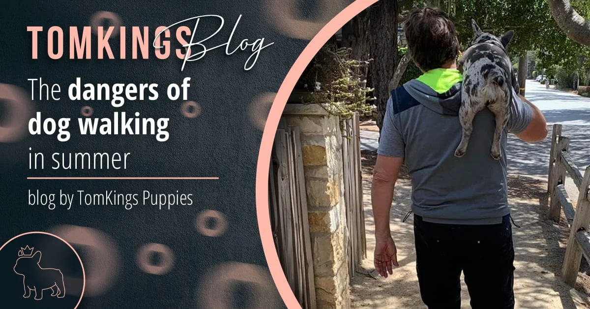 TomKings Blog banner for the dangers of dog walking in summer
