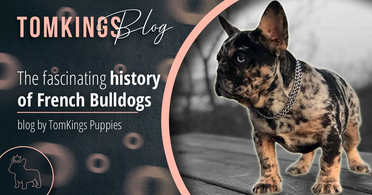 TomKings Blog banner for the fascinating history of French Bulldogs
