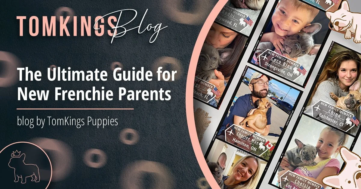 TomKings Blog banner for the ultimate guide for new Frenchie parents